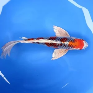 Koi Farbvariante 4