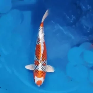 Koi Farbvariante 3