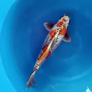 Koi Farbvariante 1