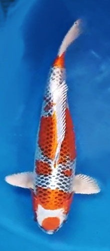 Koi Farbvariante 5