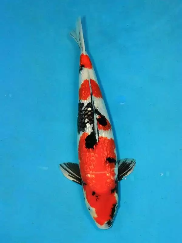 Ginrin Showa 47cm männlich