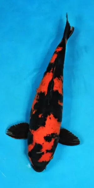 Hi Utsuri weiblich 48cm