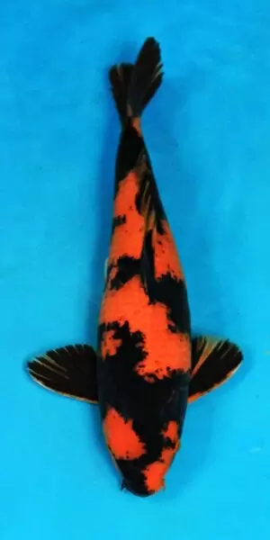 Hi Utsuri 47cm männlich