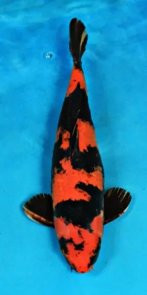 Hi Utsuri 45cm weiblich