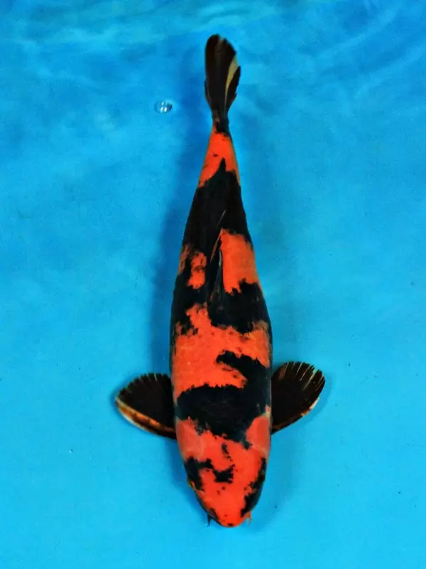 Hi Utsuri 45cm weiblich